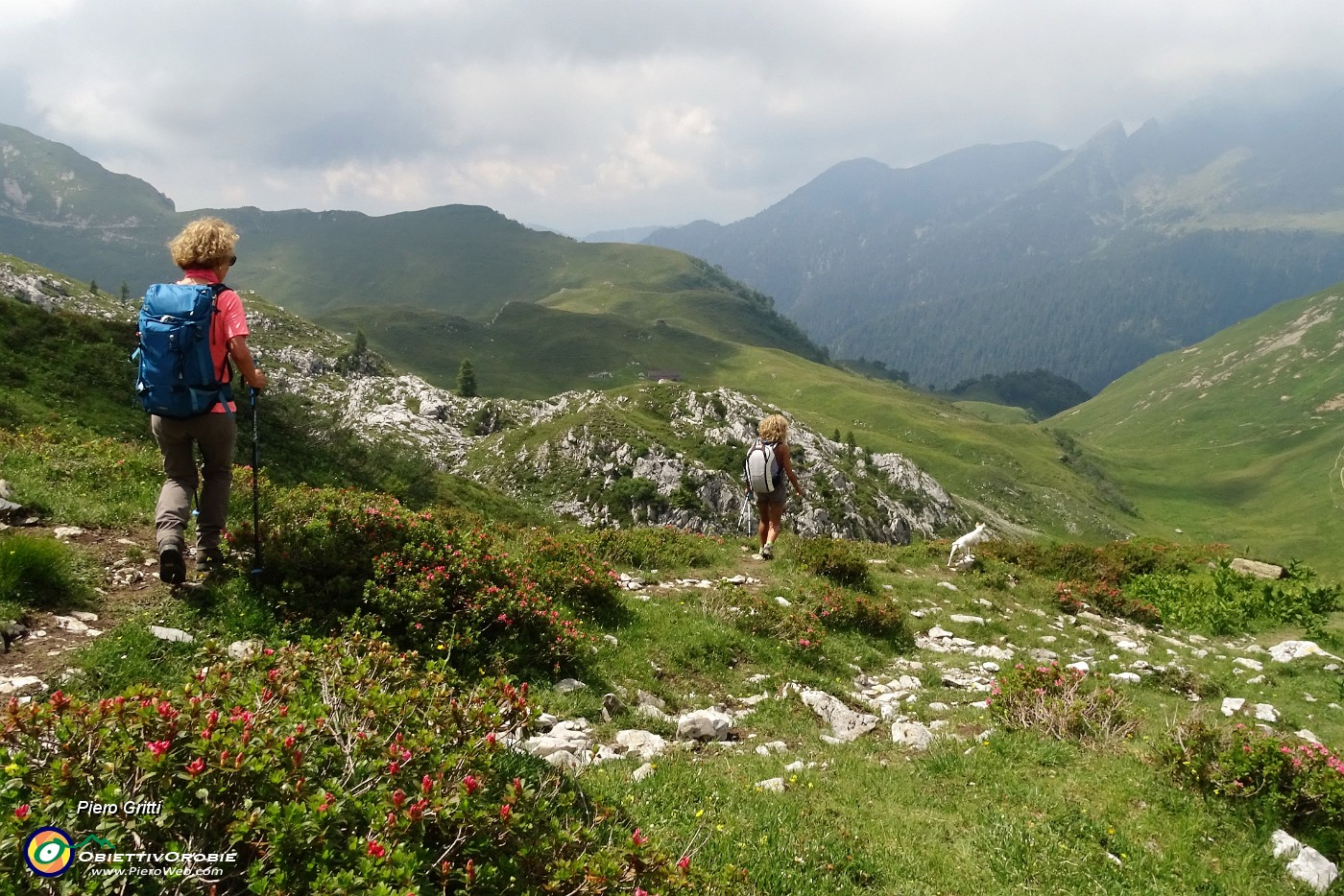 70 Sentiero tra rododendri irsuti.JPG -                                